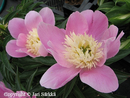 Paeonia lactiflora 'Bowl of Beauty', kiinanpioni